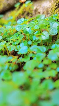 cinematic rumput