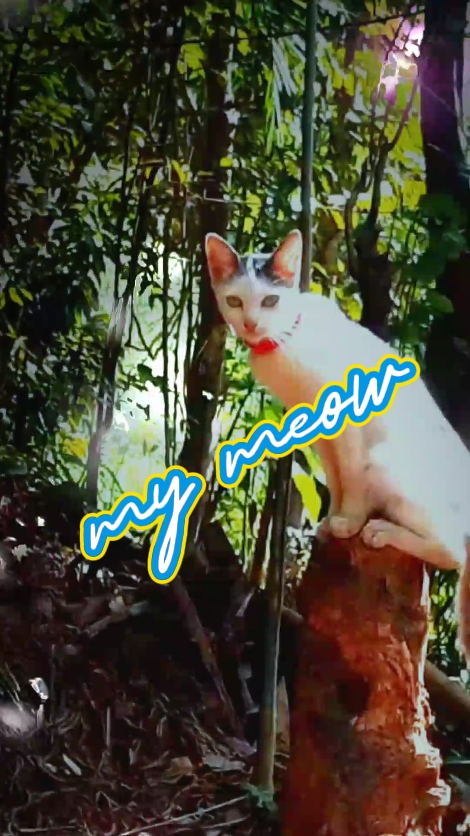 Mon chat