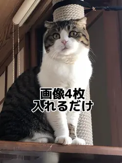 画像4枚