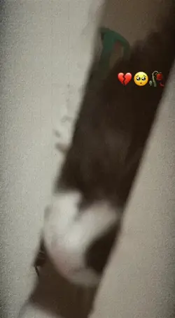 kucing kesayangan