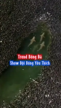 Trend Bóng Đá