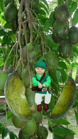 Bochil Kedondong