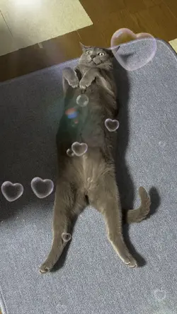 猫ちゃん🐱毎朝のルーティン