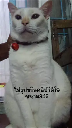 ตัวอย่างหนัง