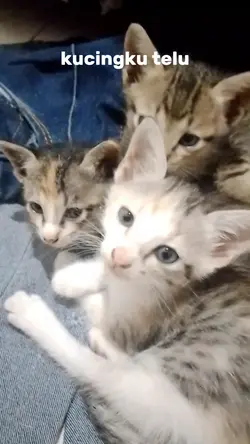 kucingku telu