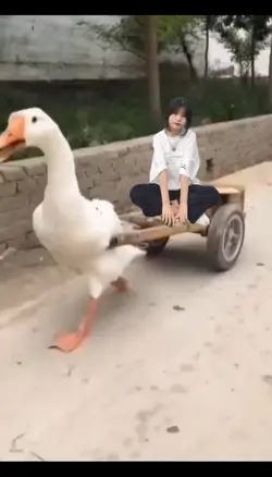 becak bebek