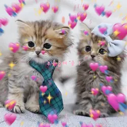 전력큥큥❤️