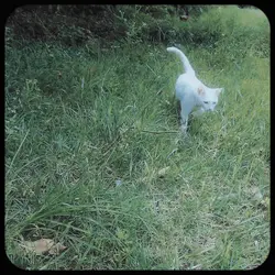ilovecat.