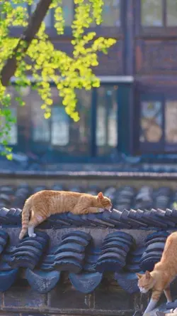 猫の写真