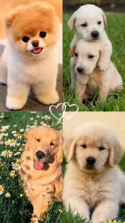 cute puppies 