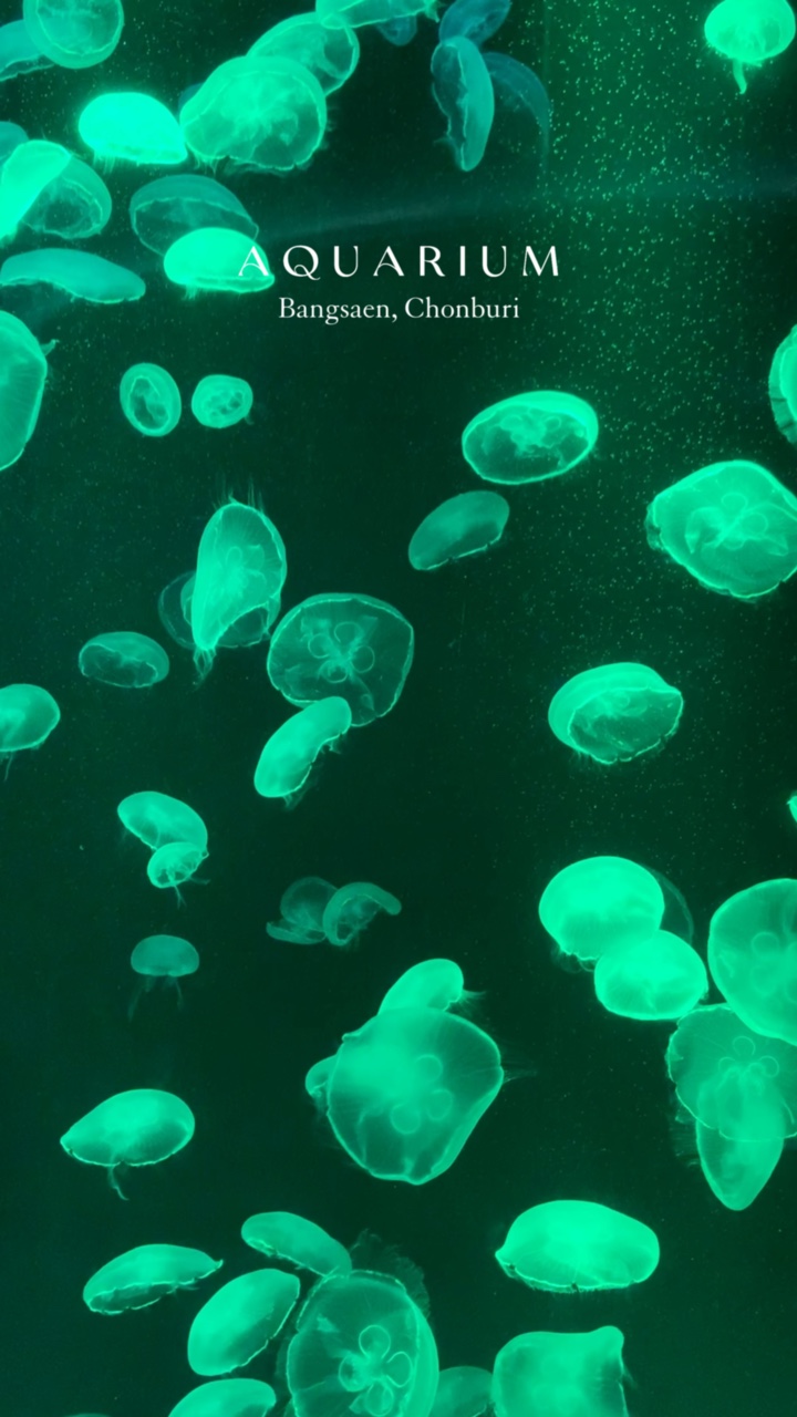 水族馆 