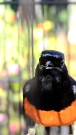 kicau burung