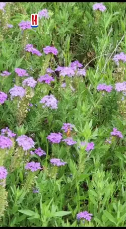 B-day message for bf