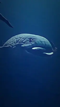 comeback ikan nabi