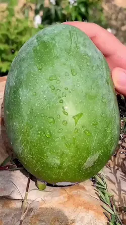 mangga ajaib