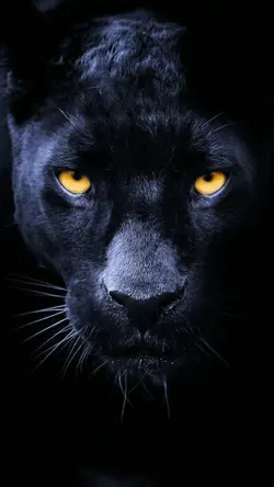 panther trend