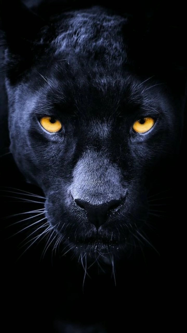 panther trend