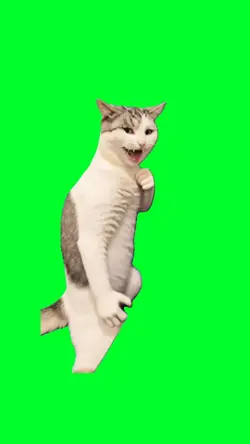 Karate kitten