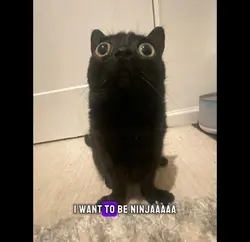 my cat ninja
