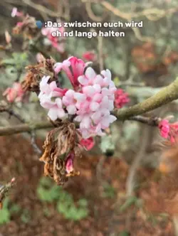 HDGDL MEIN HERZIIIII