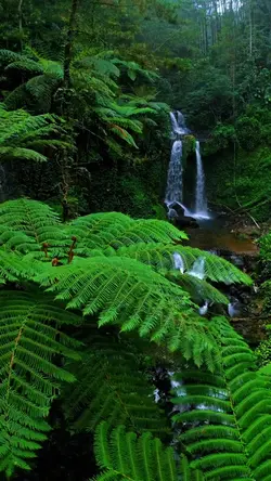 cinematic video alam