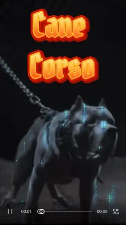 Cane Corso
