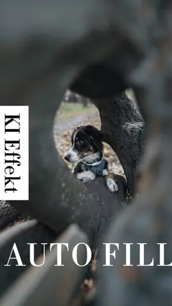 Ki Auto Fill
