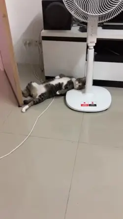 แมวนอนซ้อมตาย