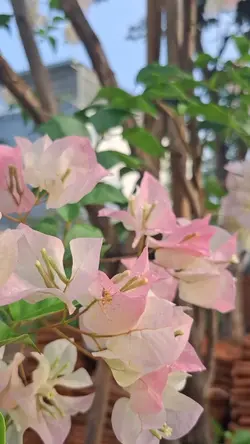 Bình yên +