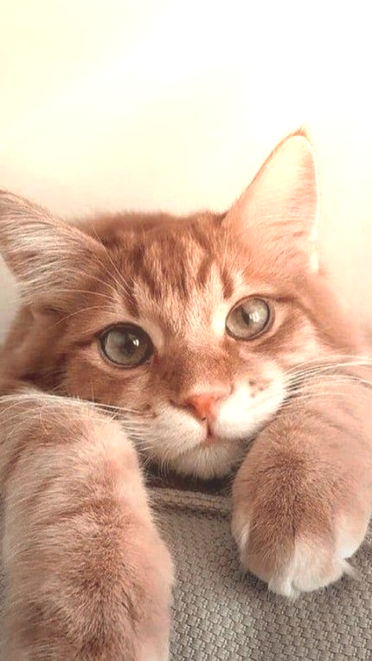 Miaw miaw miaw