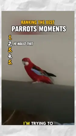 parrots moments