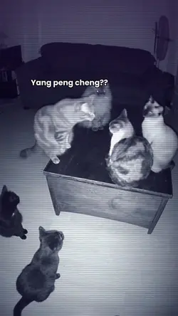 jj versi yang peng