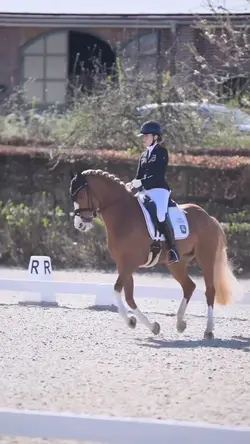 Horse trending slomo