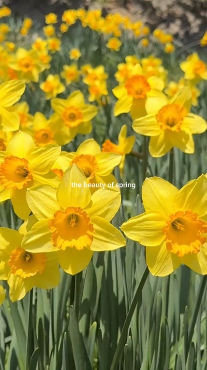 Die Schönheit des Frühlings