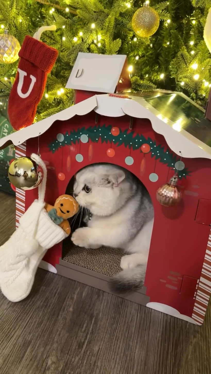 Haustierhausidee Xmas 