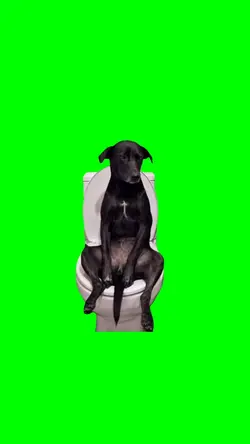 Dog sits on the toil
