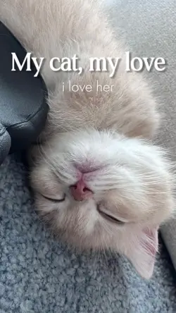 my cat my love