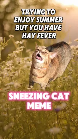 Sneezing Cat Meme