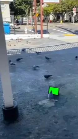 pigeon laptop 