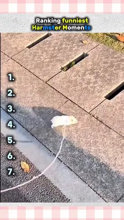 hamster moments 