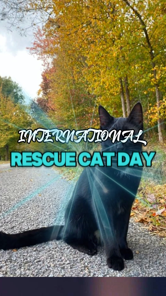Rescue Cat Day
