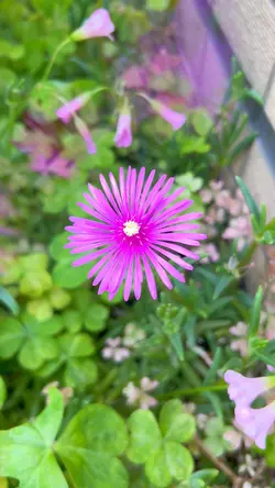 松葉菊💖