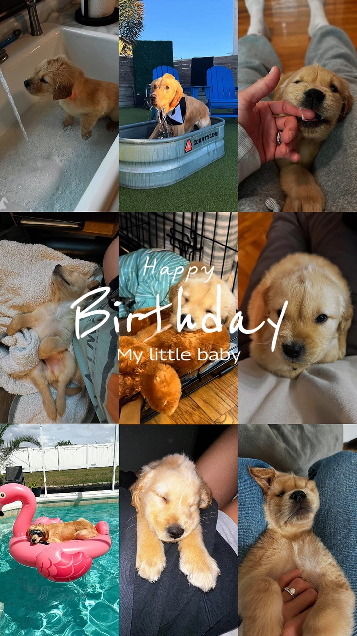 Hund Geburtstag🤍