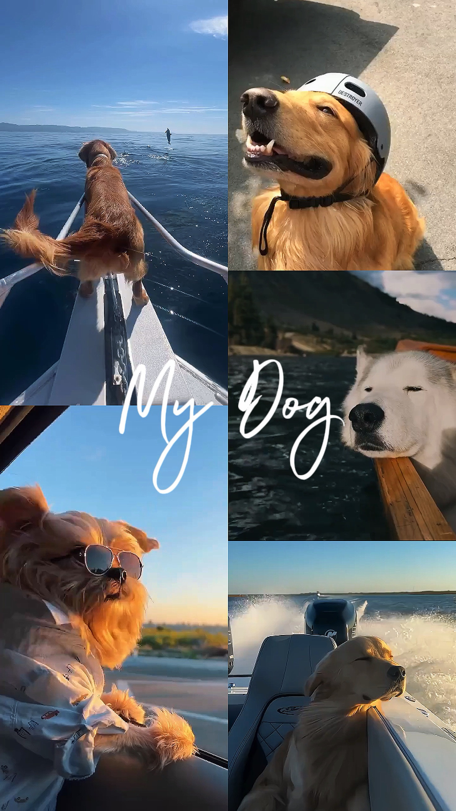 My Dog
