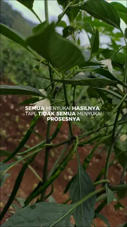 Status Petani Cabai