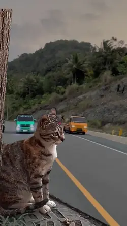kucing kaget viral