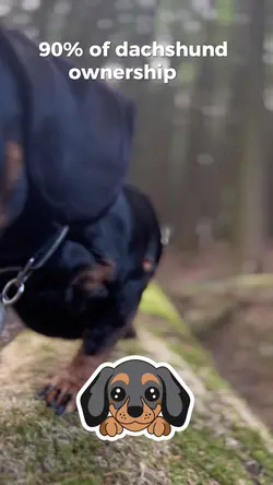 90% of dachshund own