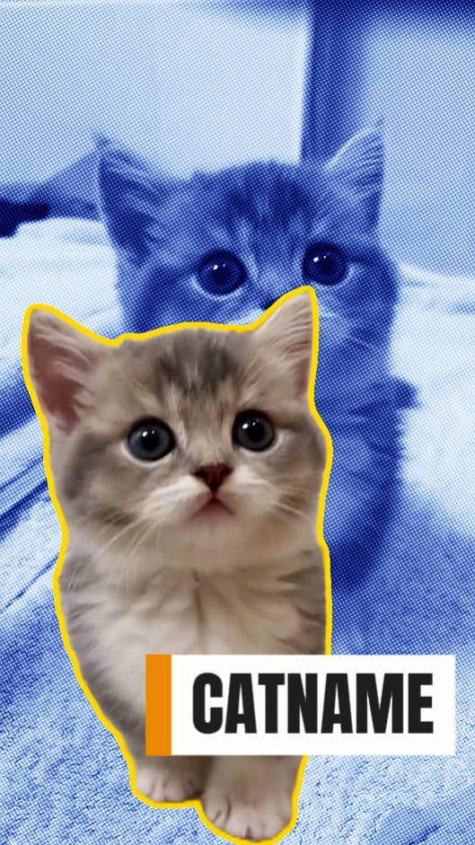pengantar hewan peliharaan