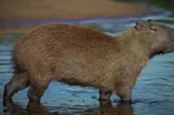 Capybara#capcut#edit