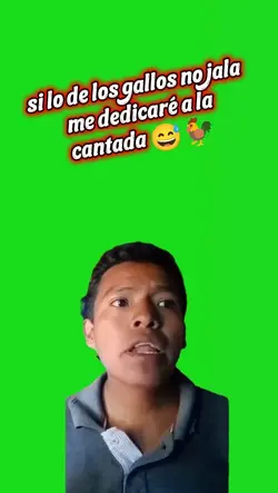 gallero cantando 